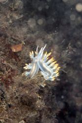 nudibranch giglio island by Marco Zanini 